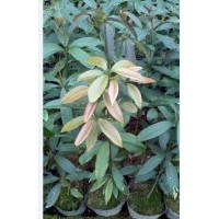 大量出售优质金丝楠木苗