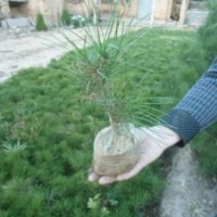 营养杯白皮松，白皮松占地苗，白皮松工程苗