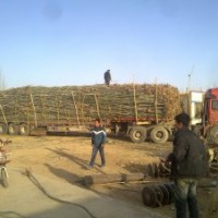 销售胜龙新疆杨国槐，3-5cm刺槐