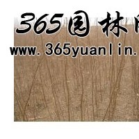 山西刺槐小苗出售、1年生刺槐苗、价格优惠货源充足
