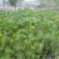营养杯白皮松，白皮松占地苗，白皮松工程苗