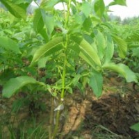 大量供应核桃苗、苹果苗、梨树、樱桃树、山楂树、柿子树等各类林