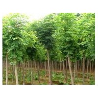 河南开封高杆女贞概述