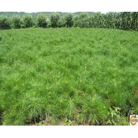 1米以上侧柏 油松 白皮松 华山松 冬青