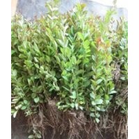 江苏紫薇芽苗紫薇芽苗价格紫薇芽苗种植基地