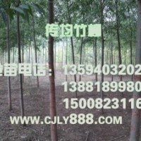 2012传均竹柳最新报价