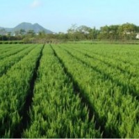 色块用苗金边黄杨,龙柏,瓜子