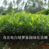 供应茂名电白台湾兰屿罗汉松小苗