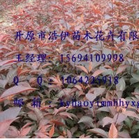金叶复叶槭，紫叶稠李。密枝红叶李，王族海棠，五角枫等乔灌木