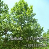 法桐特级首发海原苗圃供应基地