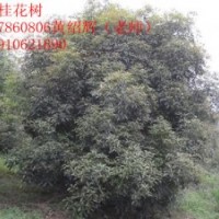 3米 4米 4.5米冠丛生桂花树出售