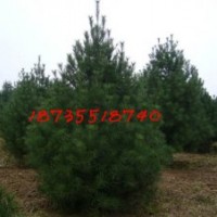 3米白皮松最新价格林场供应2米白皮松占地树苗