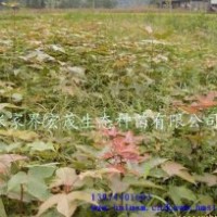 季节供应枫香苗