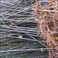 黄柏苗|黄柏树苗|黄柏苗价格