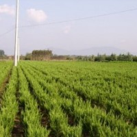 长期供应龙柏苗，龙柏球，龙柏条。