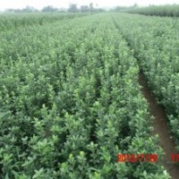 工程绿化大叶黄杨苗