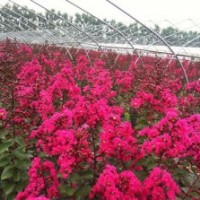 购买日本红叶紫薇 首选长源苗木