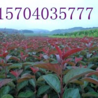 红衣主教海棠、皇家雨点海棠