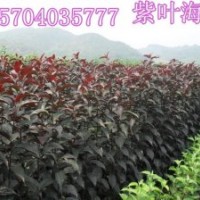 王族海棠苗/光辉海棠苗