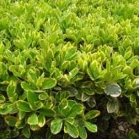 金叶女贞小苗，金森女贞小苗，金边黄杨小苗，茶花小苗，茶梅小苗