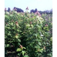 红枫1.5-2米小苗