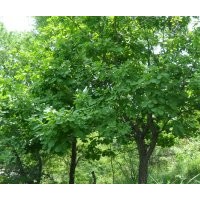 供应刺槐、山楂、梨树、蒙古栎等