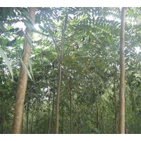 急出售1-6千头椿