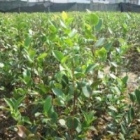 长期供应高品质油茶苗 价格从优