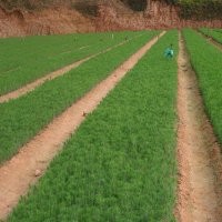 供一年生枫香木荷 香樟苗 20-50公分高杉树苗 湿地松