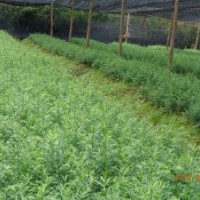 南方红豆杉报价