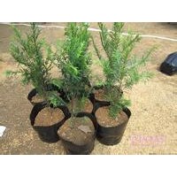 曼地亚红豆杉小苗批发