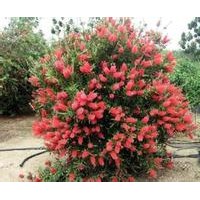 美花红千层小苗批发