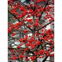 木棉树小苗批发