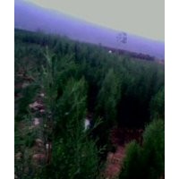 供应：侧柏 金叶女贞 花椒苗