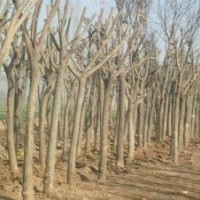 山西苗圃国槐价格国槐图片哪里找