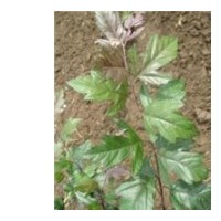 北美，芽苗，根接苗，成品苗。北美海棠苗