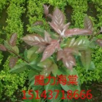 海棠苗/魔力海棠/印第安魔力海棠