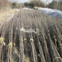 樱花苗开花艳丽的1.5米高樱花苗基地粉花樱花苗大花樱花苗