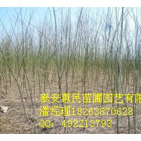 供应0.6-5公分速生国槐 山东泰安速生国槐