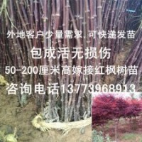 100株全国包邮红枫树苗0.5-2米高红枫小苗嫁接红枫苗