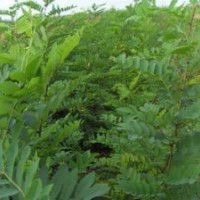 刺槐苗 白腊苗 国槐苗 五角枫苗 木瓜苗 侧柏苗