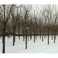 3-20公分国槐、1-3年帽国槐、黄金槐、香花槐