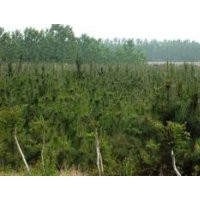 临沂翔宇黑松苗