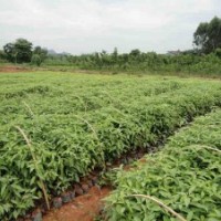 南宁央大供应袋装香樟苗