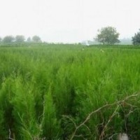 供应20-40-60-80-100侧柏苗营养杯