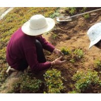 甜茶小水苗 甜茶小苗 海棠小苗 蒙山海棠苗 全国