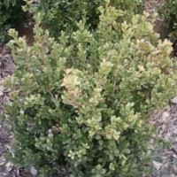 山东红叶小檗 金叶女贞