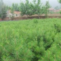 两年生小苗白皮松,华山松,国槐