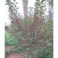 绚丽海棠、红丽海棠、高原之火海棠