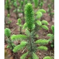 苗木基地直销云杉树苗